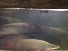 -青青世界