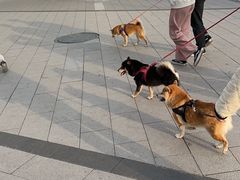 -南京Hallo宠物乐园·哈罗犬舍·柴犬繁育基地