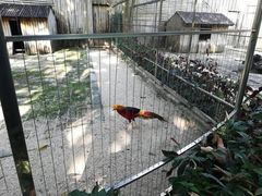 -深圳野生动物园