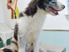 -特一安24小时宠物医院·骨科·中兽医