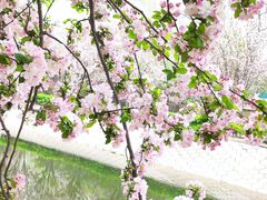 -海棠花溪(元大都城垣遗址公园)