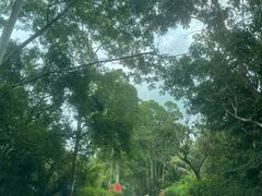 -海南热带雨林国家公园吊罗山景区