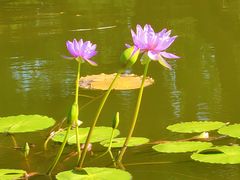 -国家植物园南园