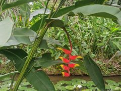 -中国科学院西双版纳热带植物园