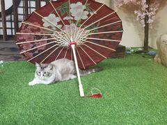 -白兔子密室(长寿路店)