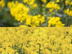 -桑洲油菜花景区