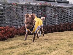-谐和贝康宠物医院24小时·宠保定点(急重症转诊中心)