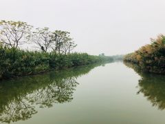 -大湾区中央湿地公园
