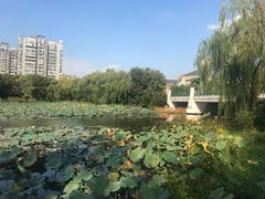 -新江湾城公园