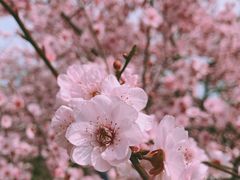 -杭州植物园
