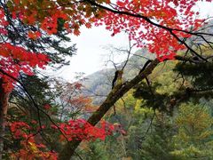 -望天鹅景区