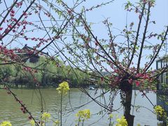 -南汇桃花村