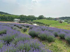 -大塘金香草谷