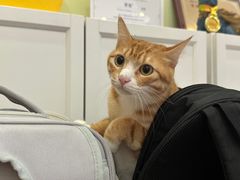 -瑞鹏宠物医院·骨科·猫科·内科(第一中心)