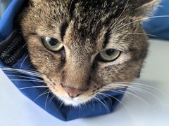 -瑞派福兴宠物医院犬猫全科·骨科·中西医结合(河东店)