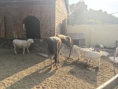 -HERRE·FARM 赫尔露营农场·团建聚会包场