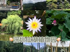 -深圳仙湖植物园