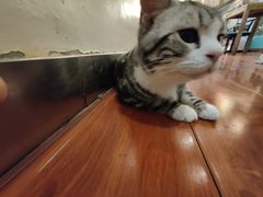 -猫小院猫主题咖啡厅(北锣店)
