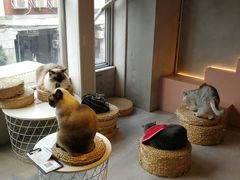 -猫儿山۰猫主题餐厅