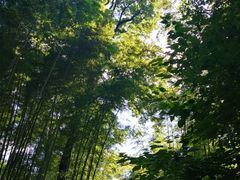 -西湖风景区十里琅珰-五云山