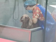 -宠福鑫康馨动物医院·骨科·眼科