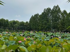 -金银湖国家城市湿地公园
