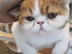 -飞行喵MR PILOT|猫舍·猫咖(静安大融城店)