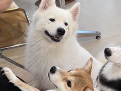 -共舞时光猫咖·狗咖(新街口店)