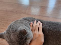 -有猫主题·治愈系猫咖(曾厝垵店)