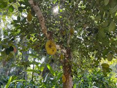 -中国科学院西双版纳热带植物园