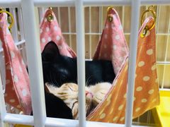 -藏猫猫咖啡主题馆(中央大道店)