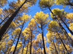 -塞罕坝国家级自然保护区