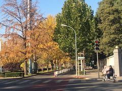 -三里屯东五街银杏大道