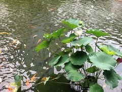 -苏苑饭店-中餐厅(长桥地区店)