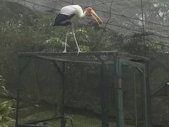 -吉隆坡雀鸟公园