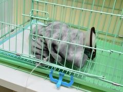-瑞鹏宠物医院犬猫全科(真大分院)