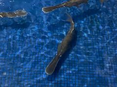 -鸿渡渔庄·特色鸭咀鱼