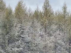 -塞罕坝国家级自然保护区