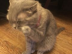 -猫色咖啡·猫咖