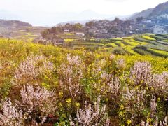 -桑洲油菜花景区