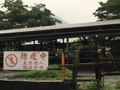 -瑞穗牧场