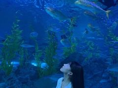 -芜湖新华联大白鲸海洋公园