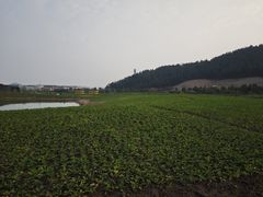 -径山花海