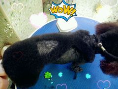 -瑞鹏宠物医院·骨科·猫科·内科(第一中心)
