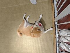 -逗柴咖啡屋·狗咖猫咖宠物桌游