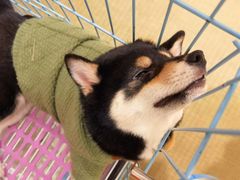 -逗柴咖啡屋·狗咖猫咖宠物桌游