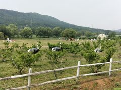 -大连铭湖国际观光牧场