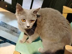 -猫色咖啡·猫咖