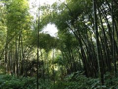 -西湖风景区十里琅珰-五云山