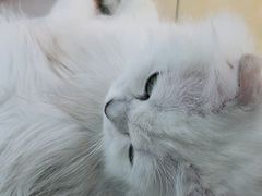 -糯米喵星人·撸猫猫舍咖啡馆(西市场嘉华店)